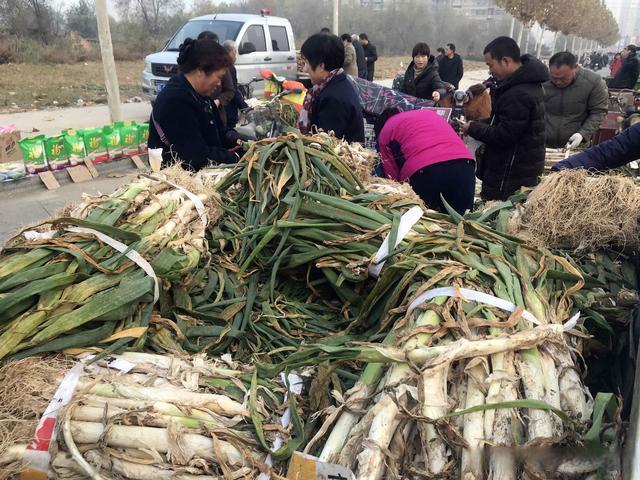 山西大葱价格行情最新动态