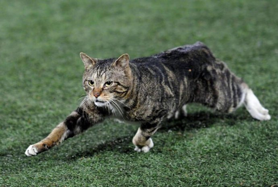 猫咪宅男的日常趣事与家的温暖纽带，最新必备指南